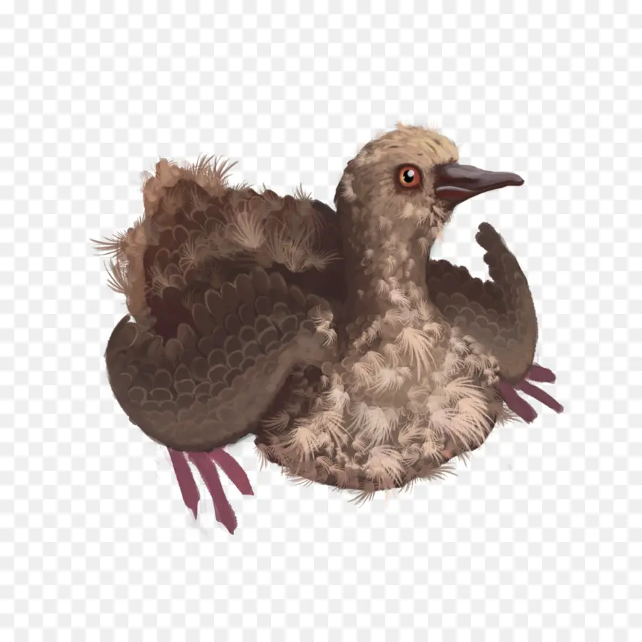 Pigeonneau，Oiseau PNG