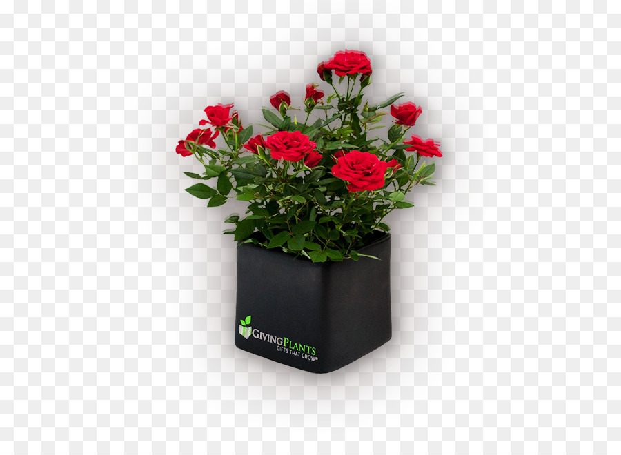 Roses Rouges，Roses PNG