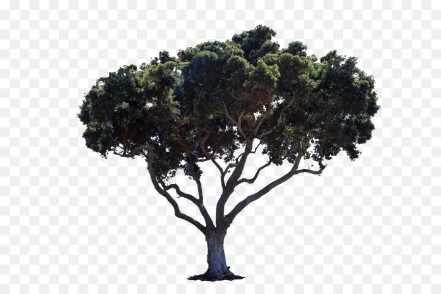 Arbre，Succursales PNG