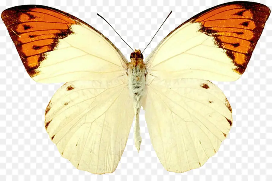 Papillon Jaune，Insecte PNG