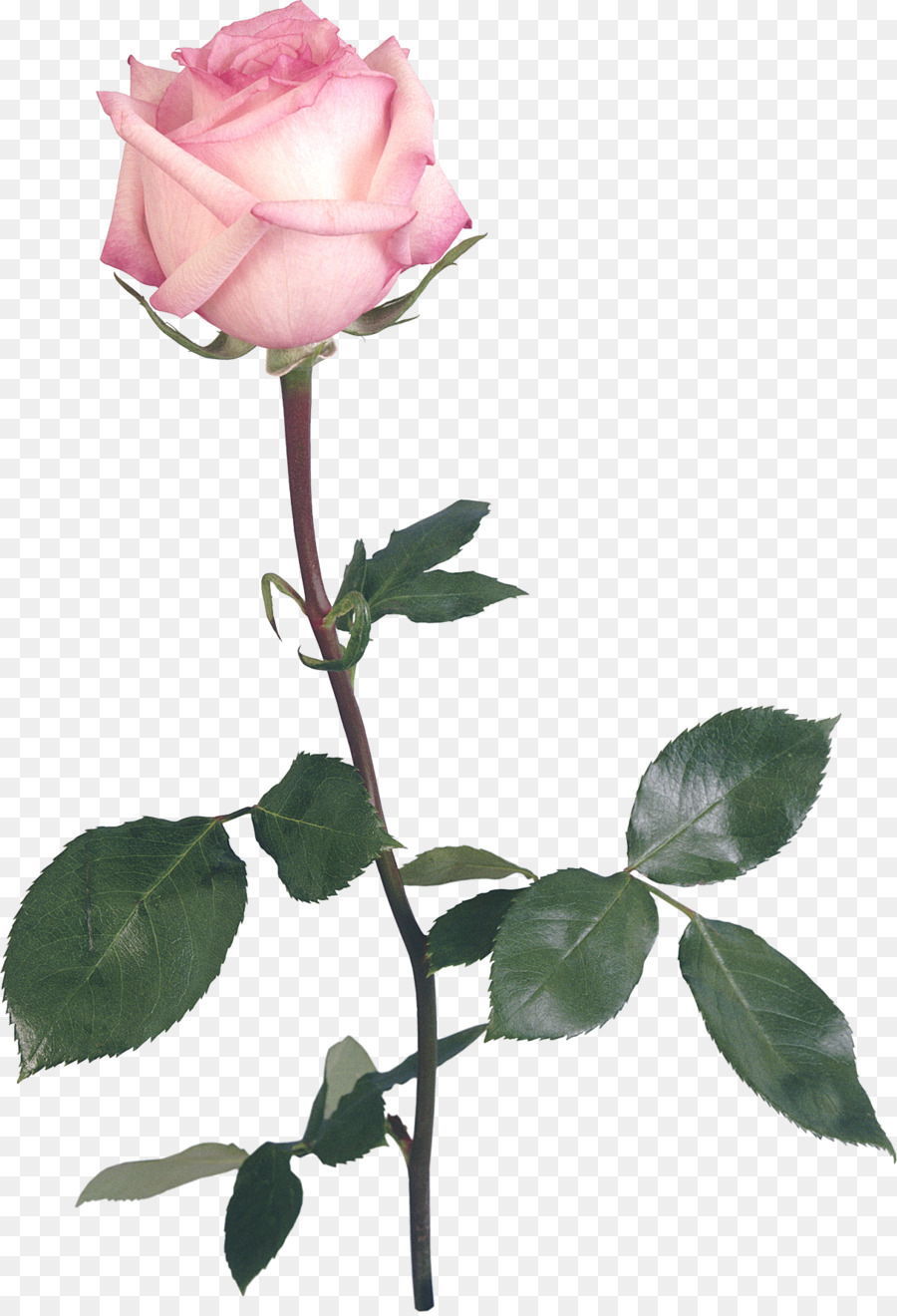 Rose，Les Roses De Jardin PNG