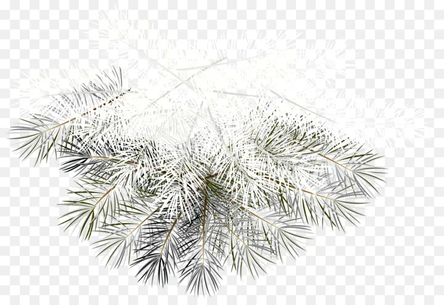 Branches De Pin，Feuilles PNG