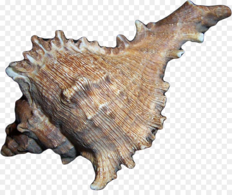 Coquille，Dessin PNG