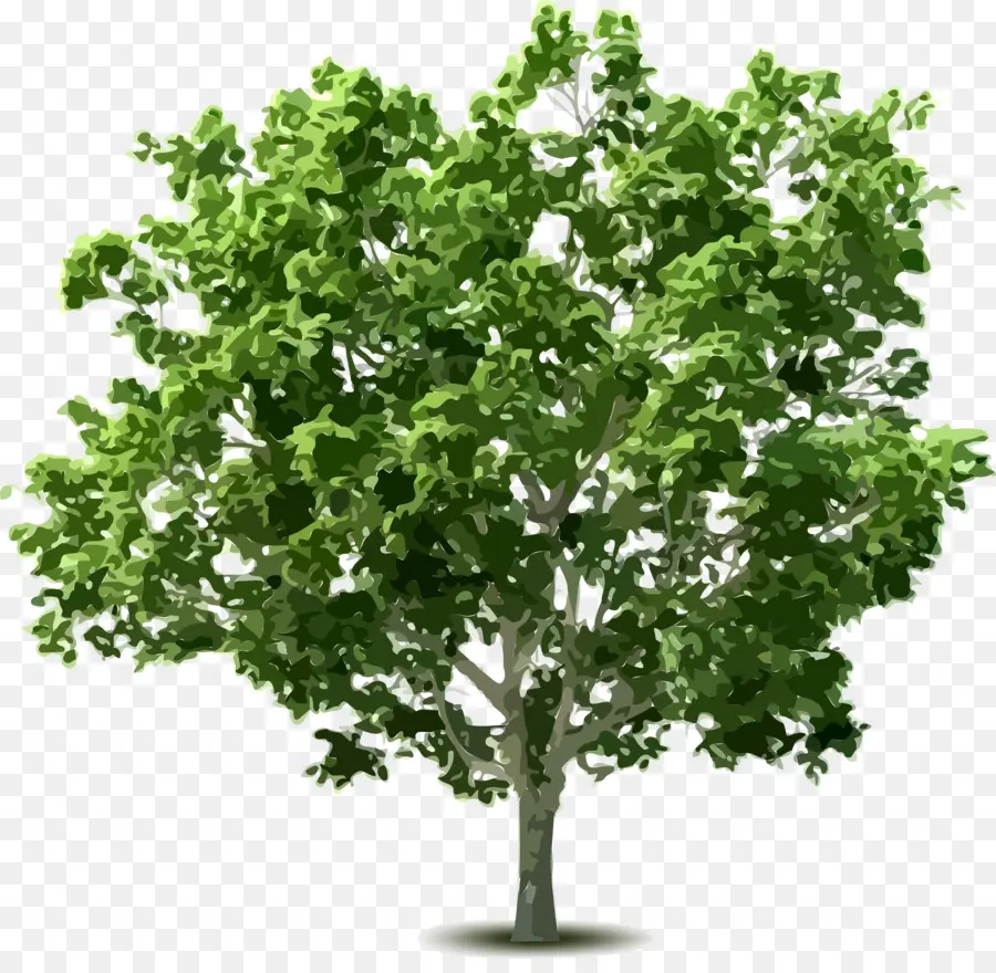 Arbre，Usine PNG