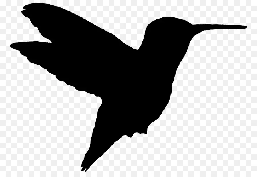 Colibri，Silhouette PNG