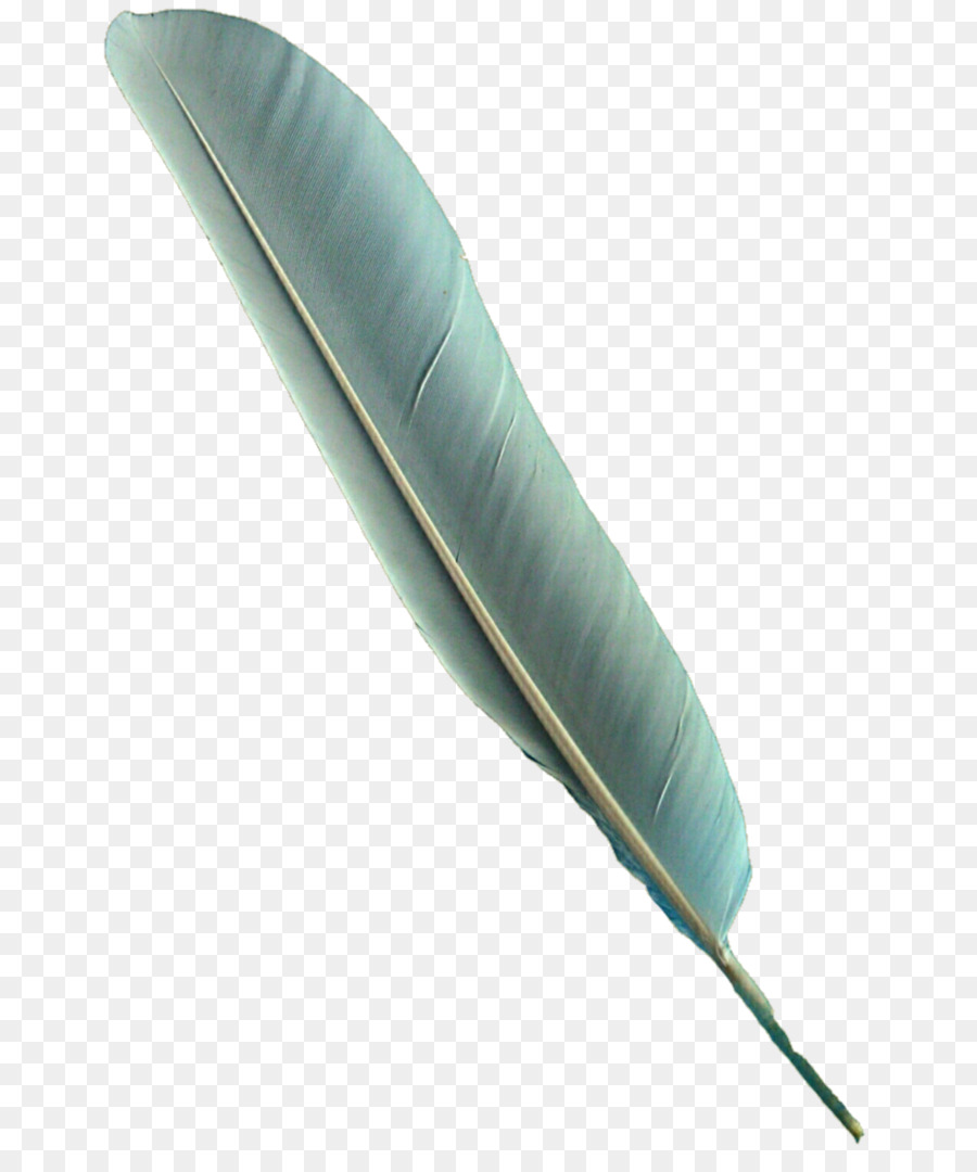 Plume，Oiseau PNG