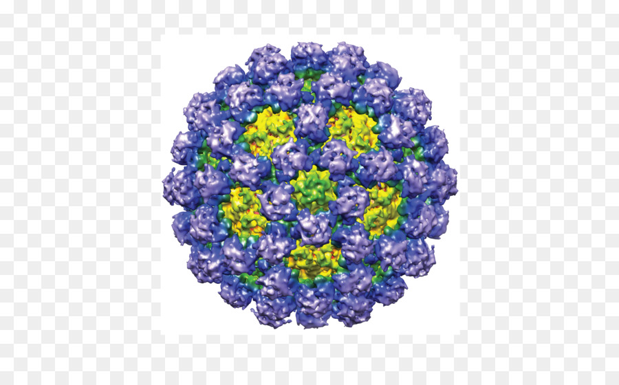 Structure Du Virus，Microbiologie PNG