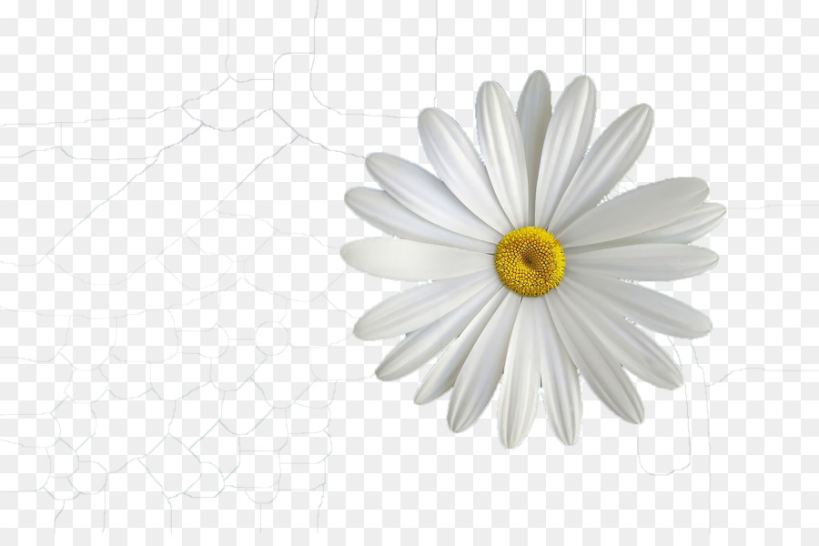 Marguerite Blanche，Marguerite PNG