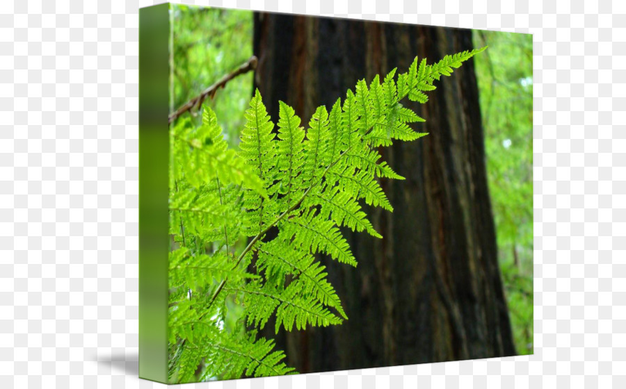 Redwood Nationales Et Des Parcs D État，Fougère PNG