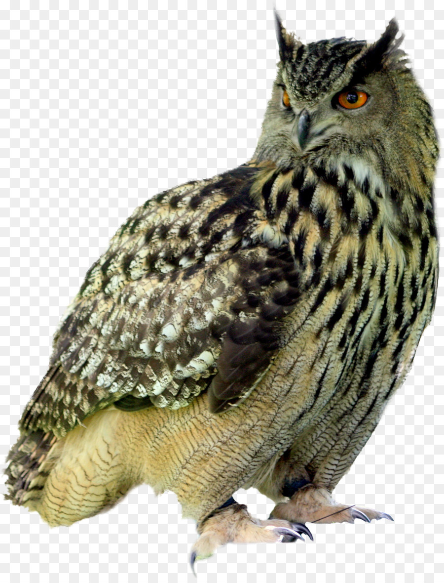 Hibou，Oiseau PNG