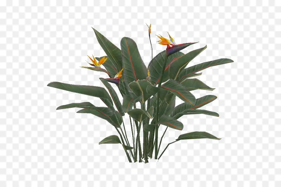 Strelitzia Reginae，Lobsterclaws PNG