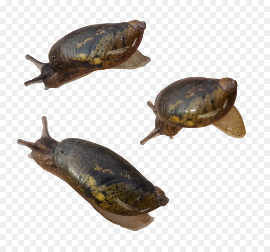 Escargots，Mollusque PNG