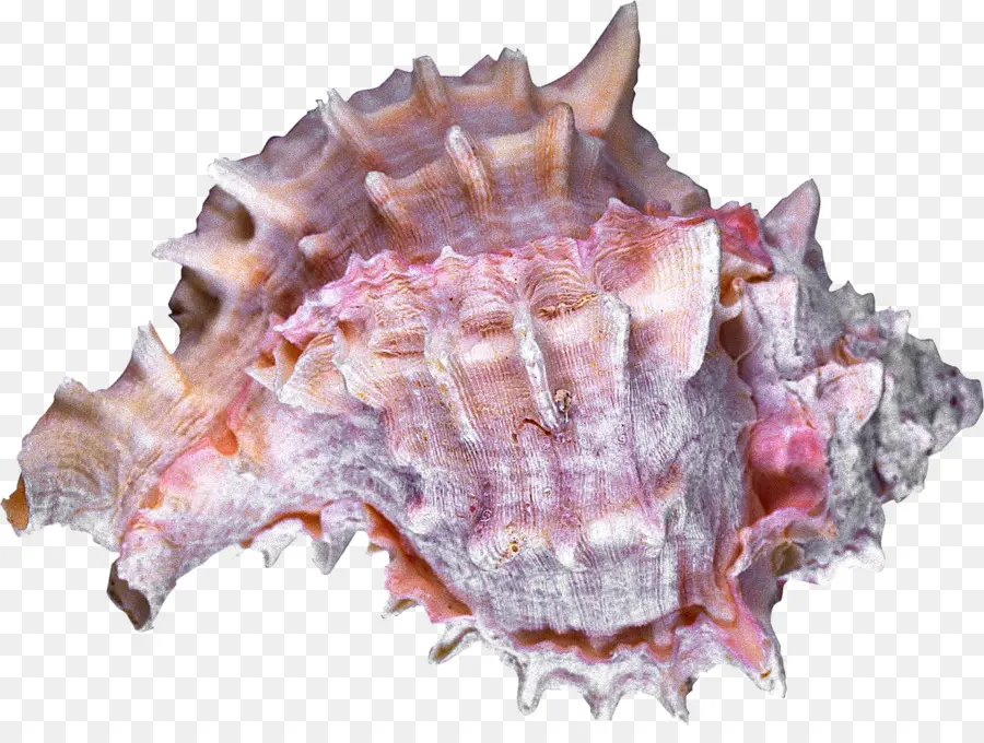 Coquille De Conque，Mer PNG