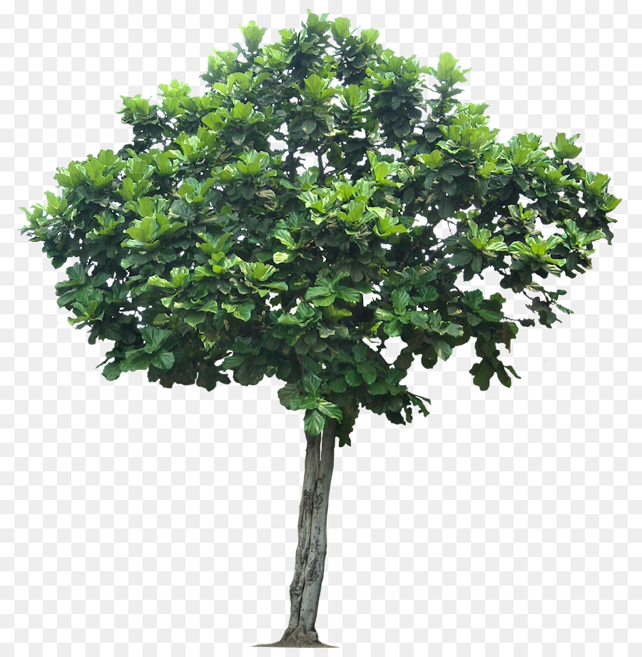 Arbre Vert，Usine PNG