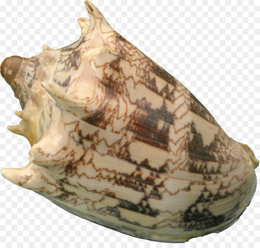 Coquille，Conchyliologie PNG