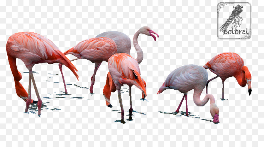 Flamants Roses，Oiseaux PNG