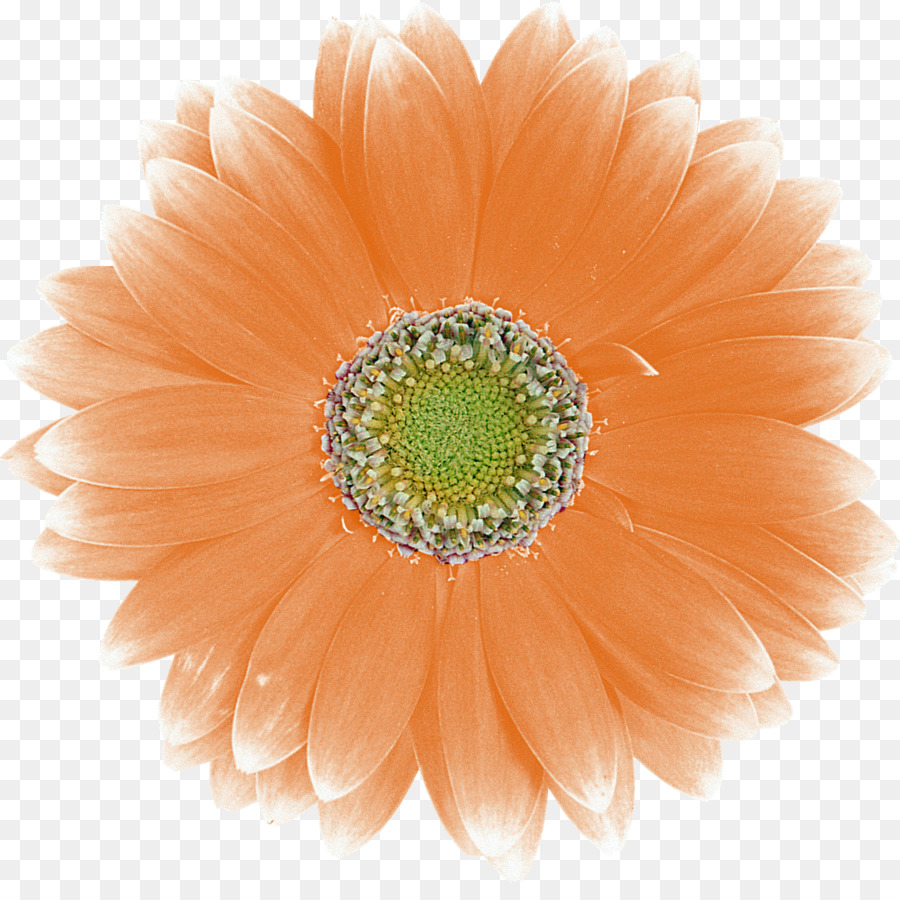 Fleur Rouge，Fleur PNG