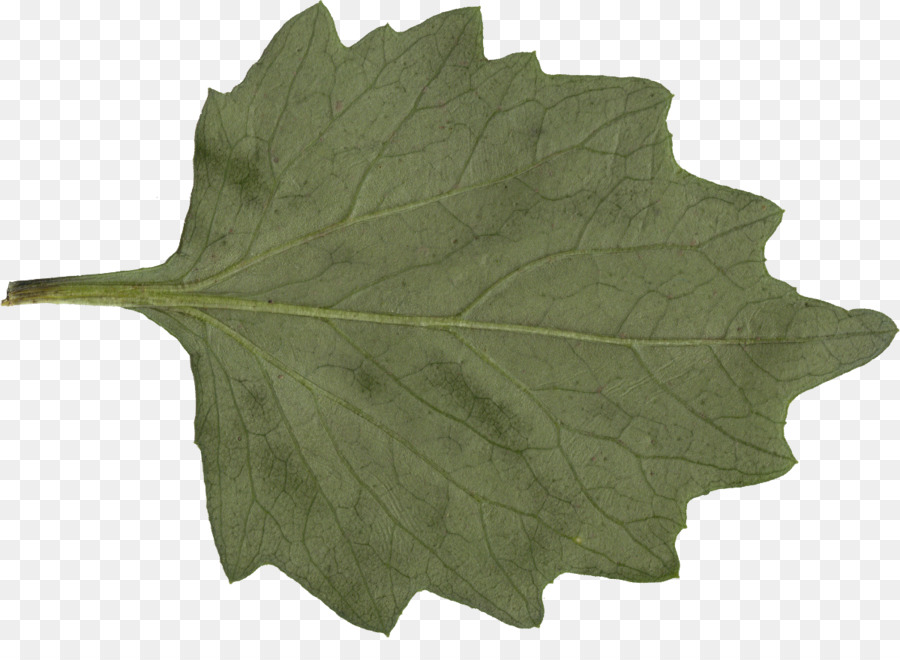 Feuilles Vertes，Nature PNG