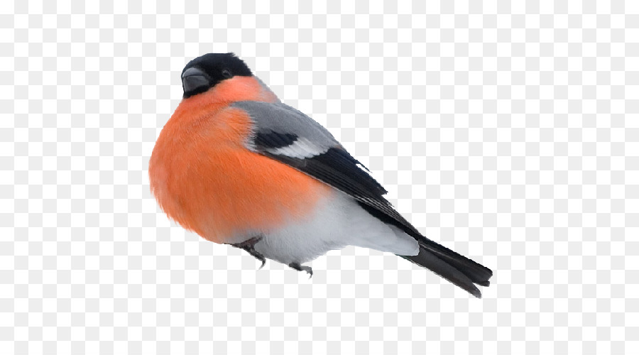 Oiseau Orange，Plumes PNG