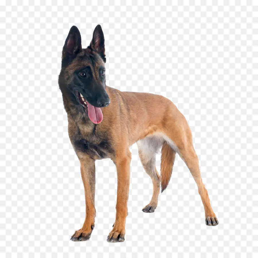 Les Malinois Chien，Berger Allemand PNG