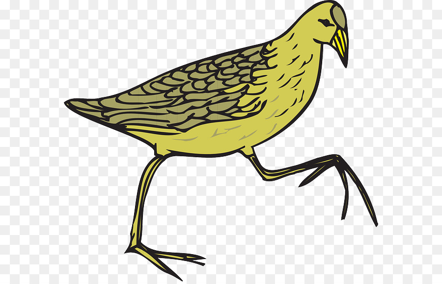 Oiseau，Plumes PNG