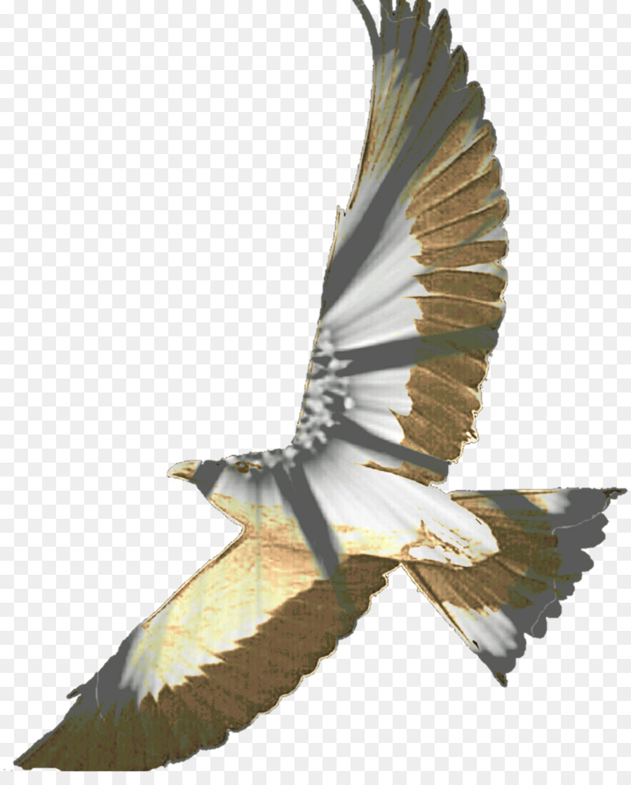 Oiseau，Oiseau De Proie PNG