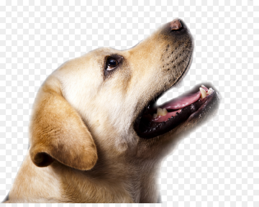 Chien，Animal De Compagnie PNG