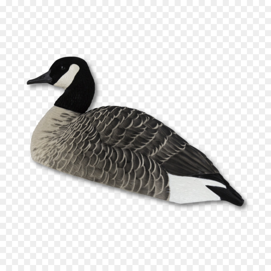 Canard，Oiseau PNG