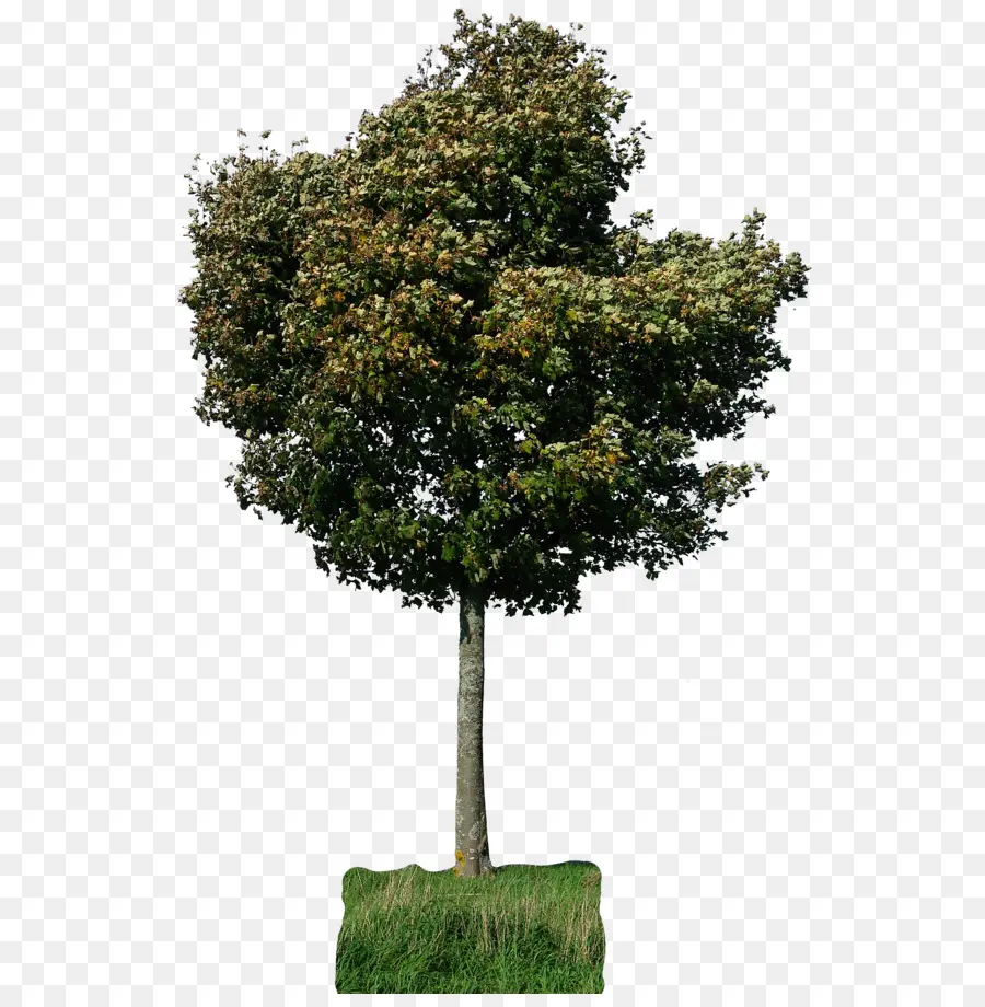 Arbre，Feuilles PNG