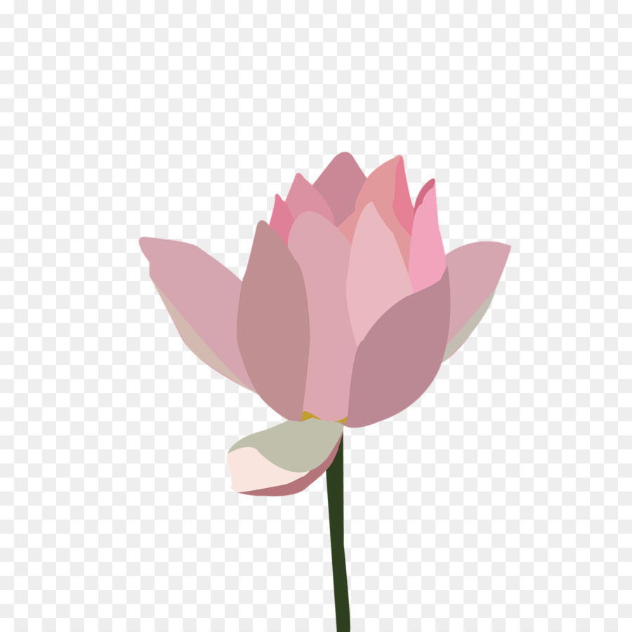 Lotus Rose，Nénuphar PNG