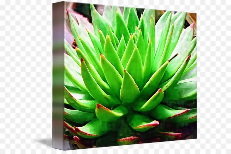 Plante Succulente Verte，Succulent PNG