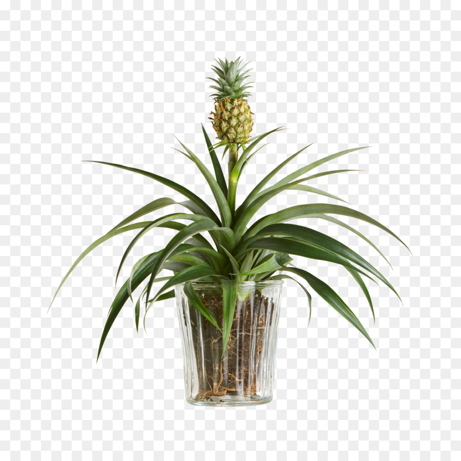 Plante D'ananas，Fruit PNG