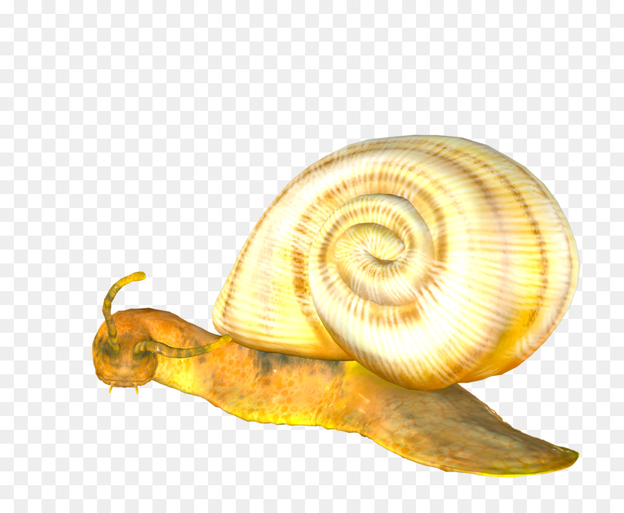 Escargot Brun，Coquille PNG