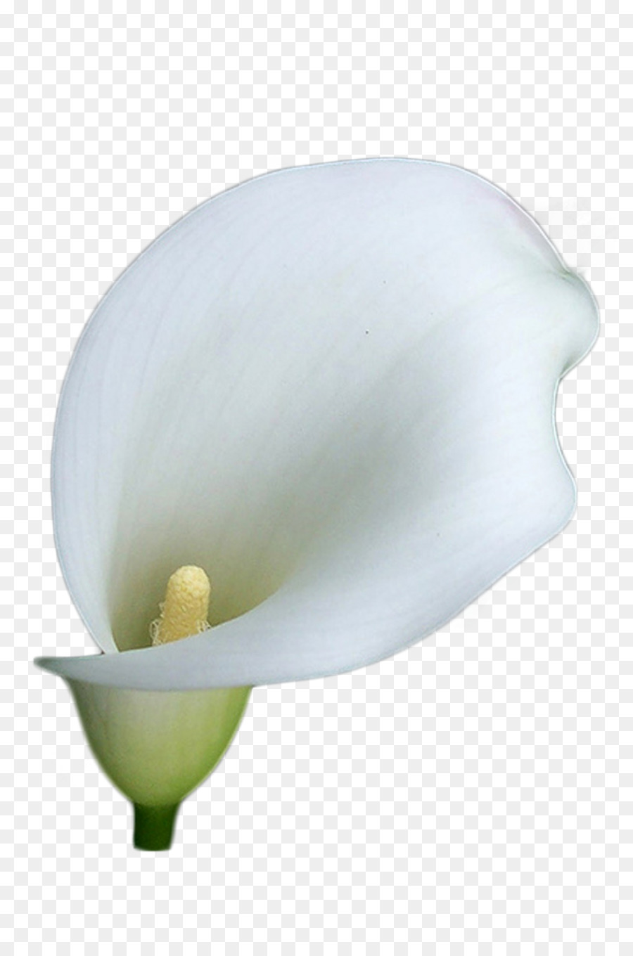 Fleur Blanche，Fleurir PNG