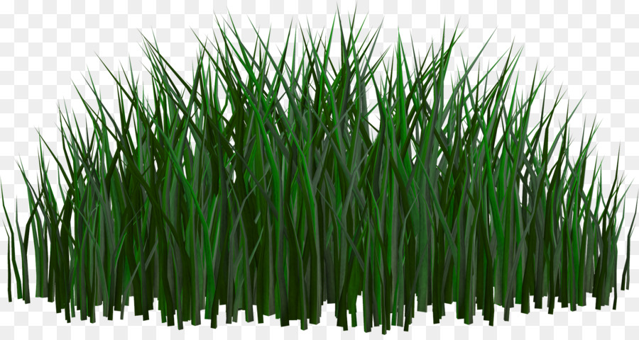 Herbe Verte，Nature PNG