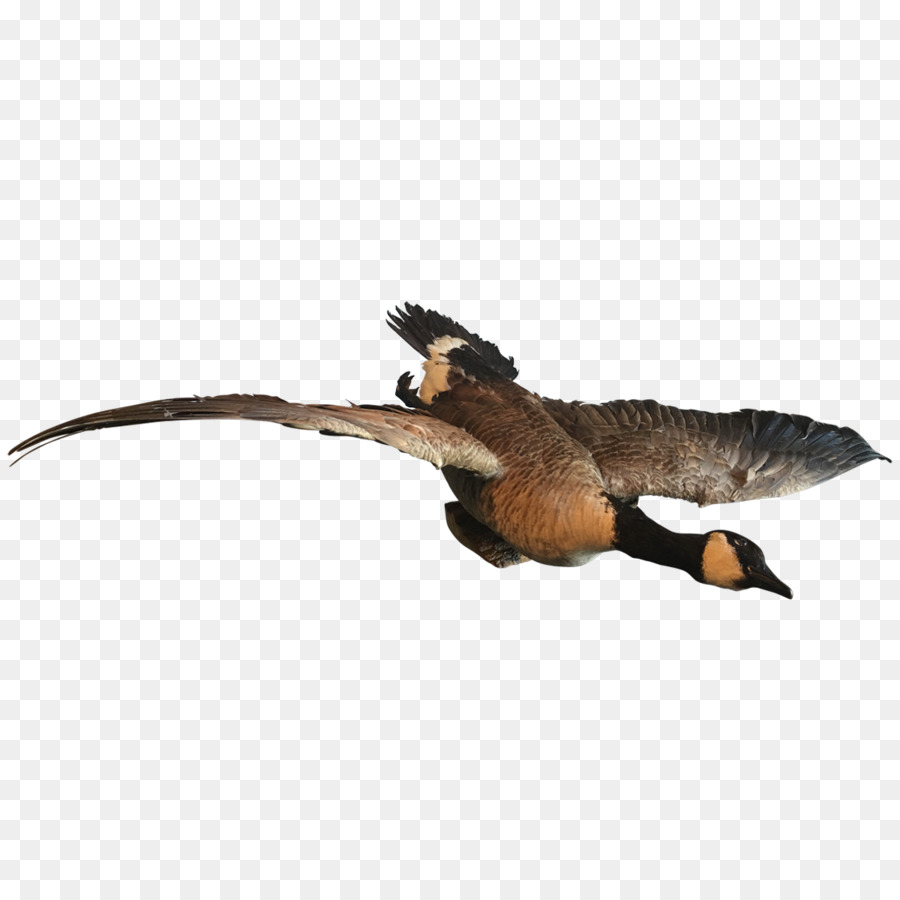 Oiseau Volant，Ailes PNG