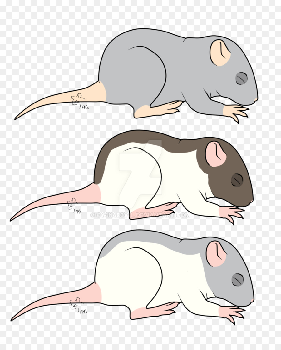 Souris，Rat PNG