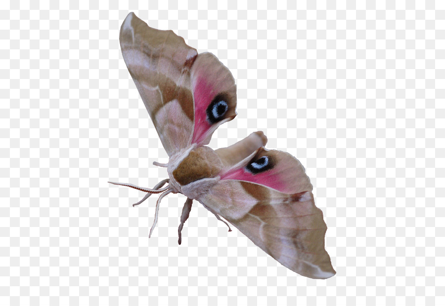 Papillon De L'atlas，Ailes PNG