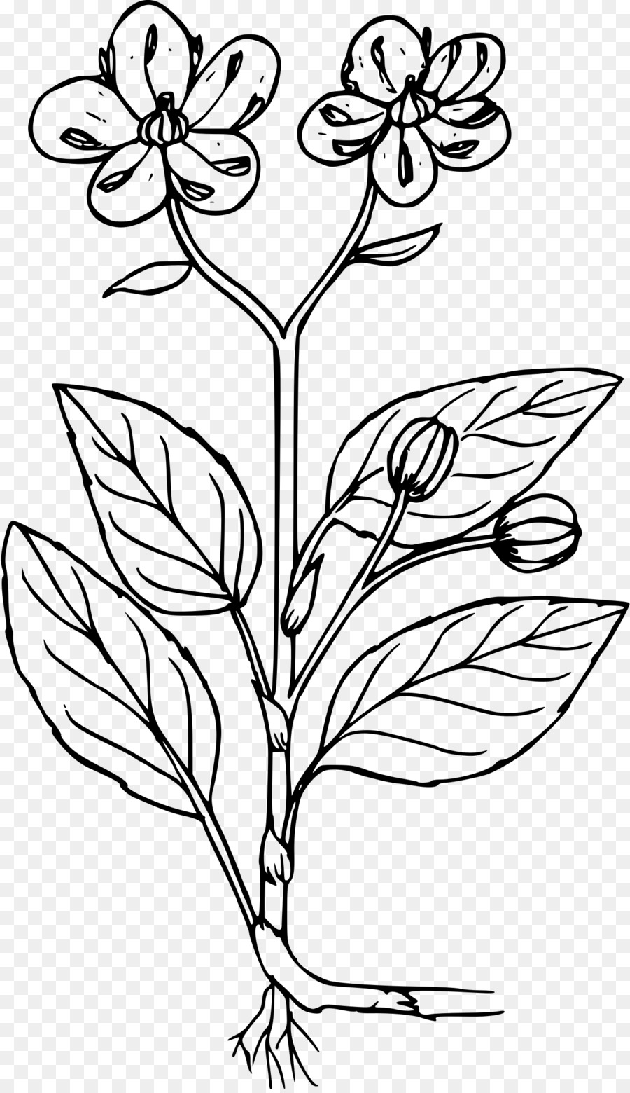 Dessin De Fleur，Feuilles PNG