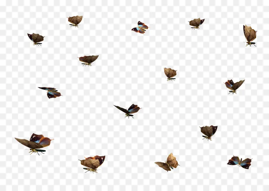 Papillons，Insectes PNG