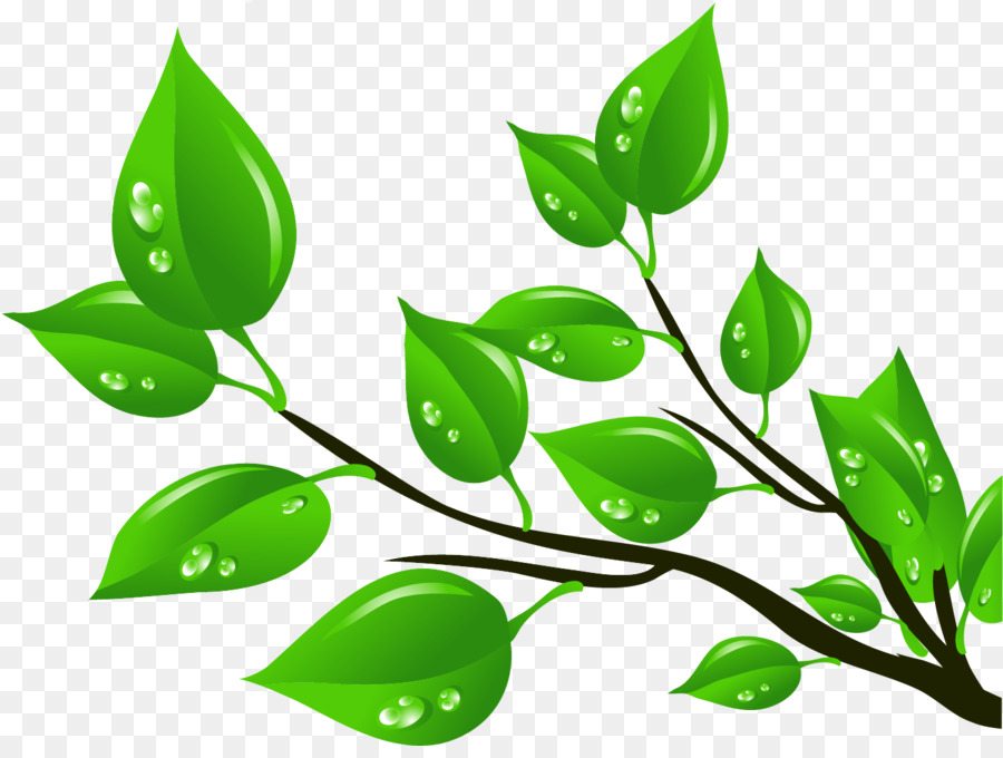 Feuilles Vertes，Gouttelettes D'eau PNG