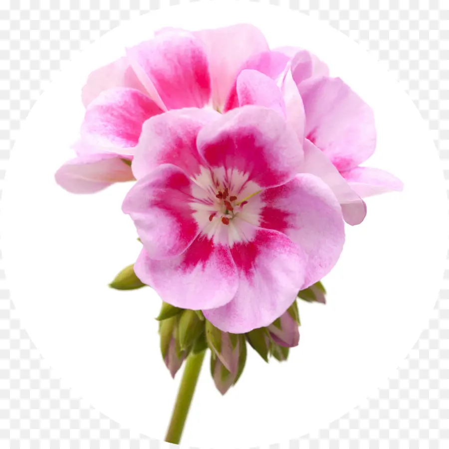 Fleur，Sweet Géranium Odorant PNG