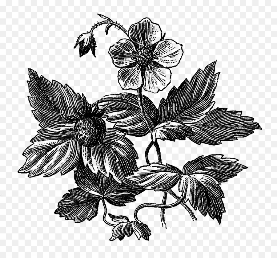 Illustration De Fraise，Botanique PNG