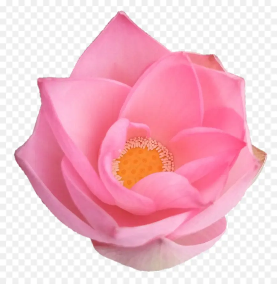 Lotus Rose，Pétales PNG