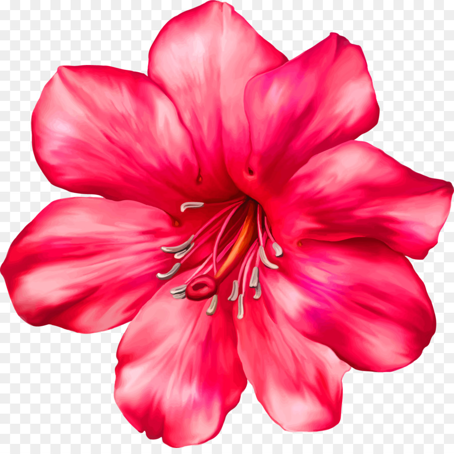 Fleur，Rose PNG