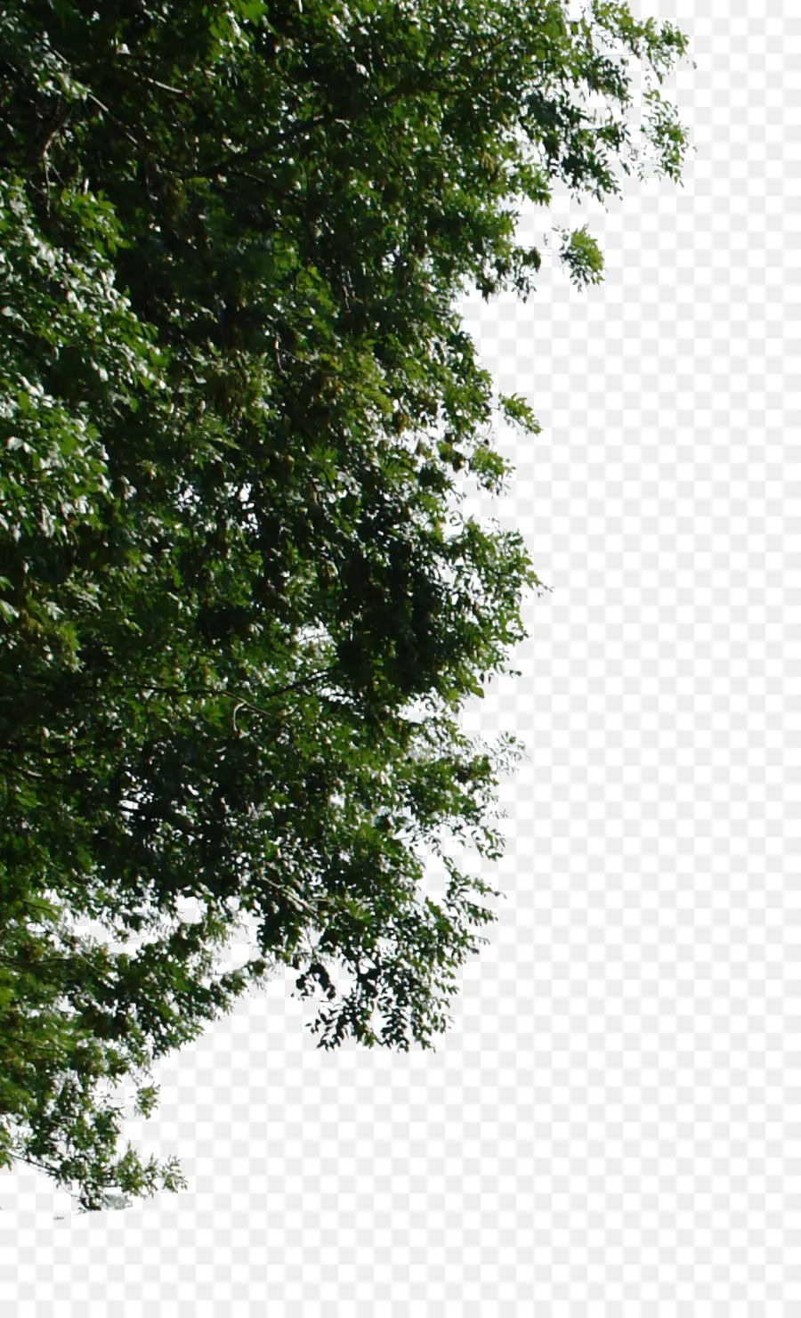 Branches D'arbres，Feuilles PNG