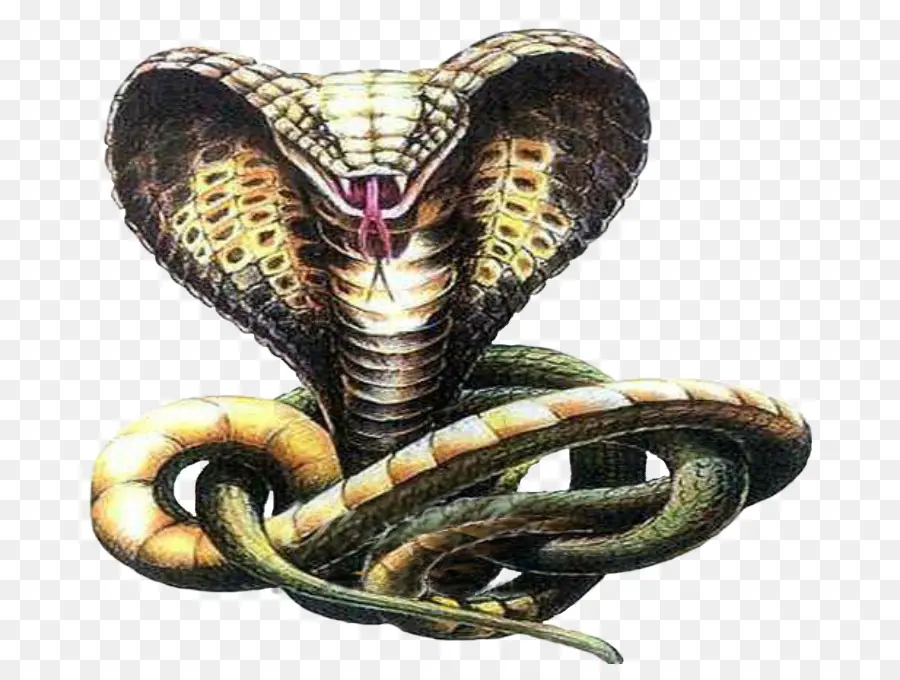 Serpent，Tatouage PNG