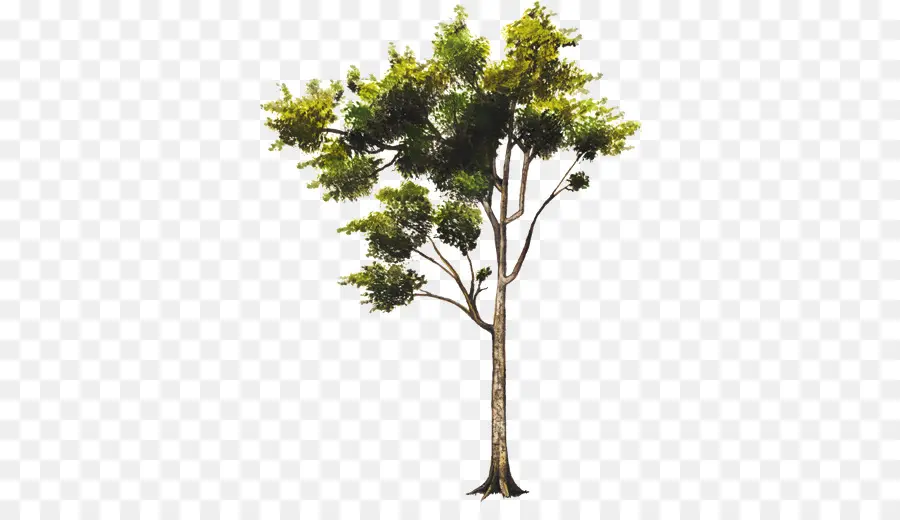 Plante，Arbre PNG