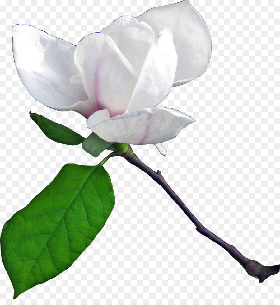 Fleur，Magnolia PNG