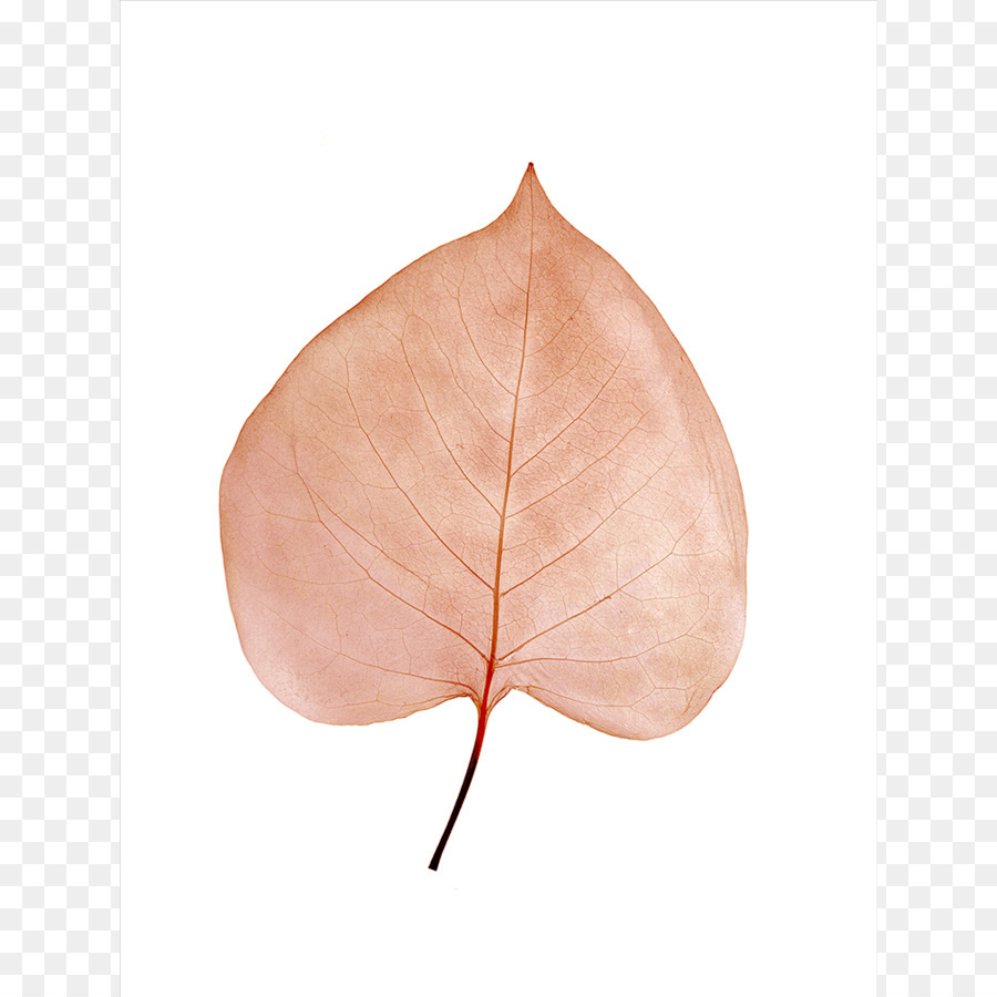 Feuille，Pêche PNG